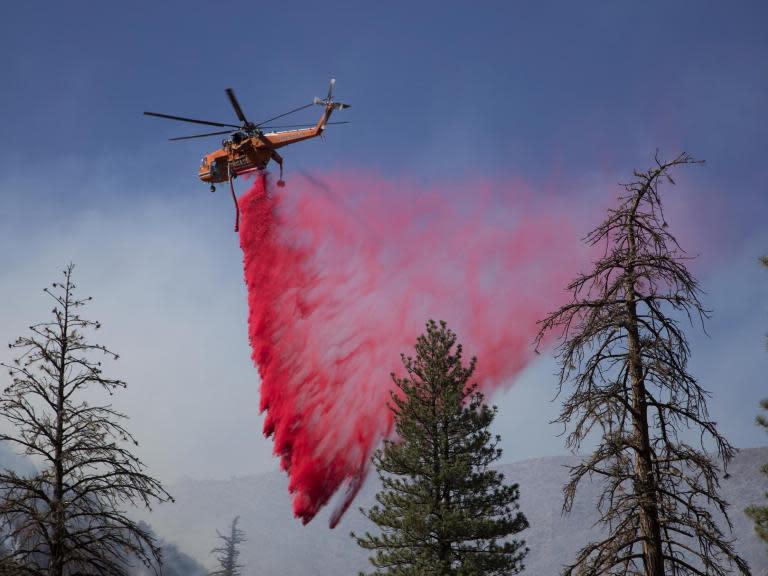 Trump issues executive order to increase logging and deforestation in bid to tackle wildfires