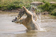 <p>Nobby the polar bear cools down as he plays in a lake at the Yorkshire Wildlife Park in Doncaster. (PA)</p> 