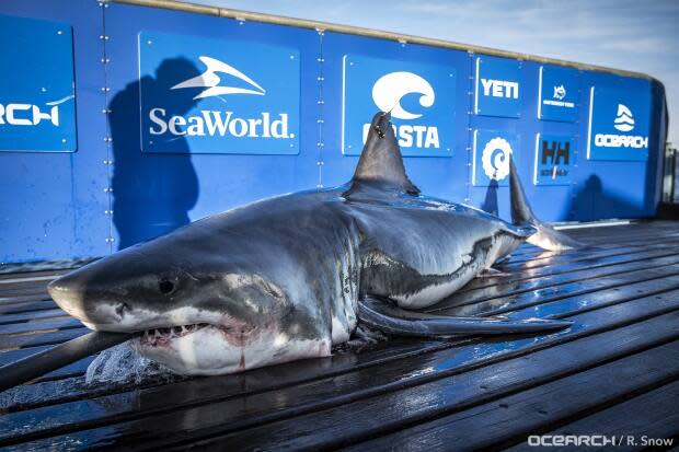 Ocearch