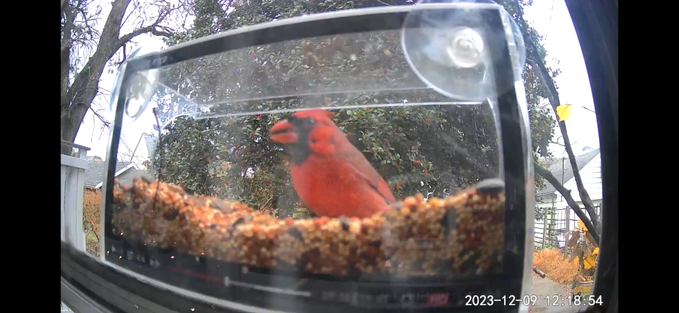 Paul Cappiello's bird feeders attract woodpeckers, sparrows, chickadees, cardinals and more to his home in Louisville's Highlands neighborhood.