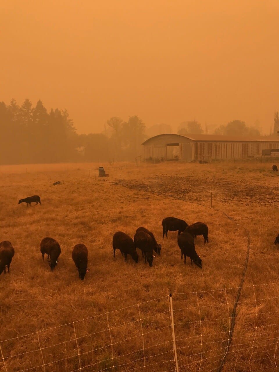 Cattle graze at <a href="https://digginrootsfarm.com/">Diggin&rsquo; Roots Farm</a> in Oregon during the wildfires in September. (Photo: Courtesy of Conner Voss)