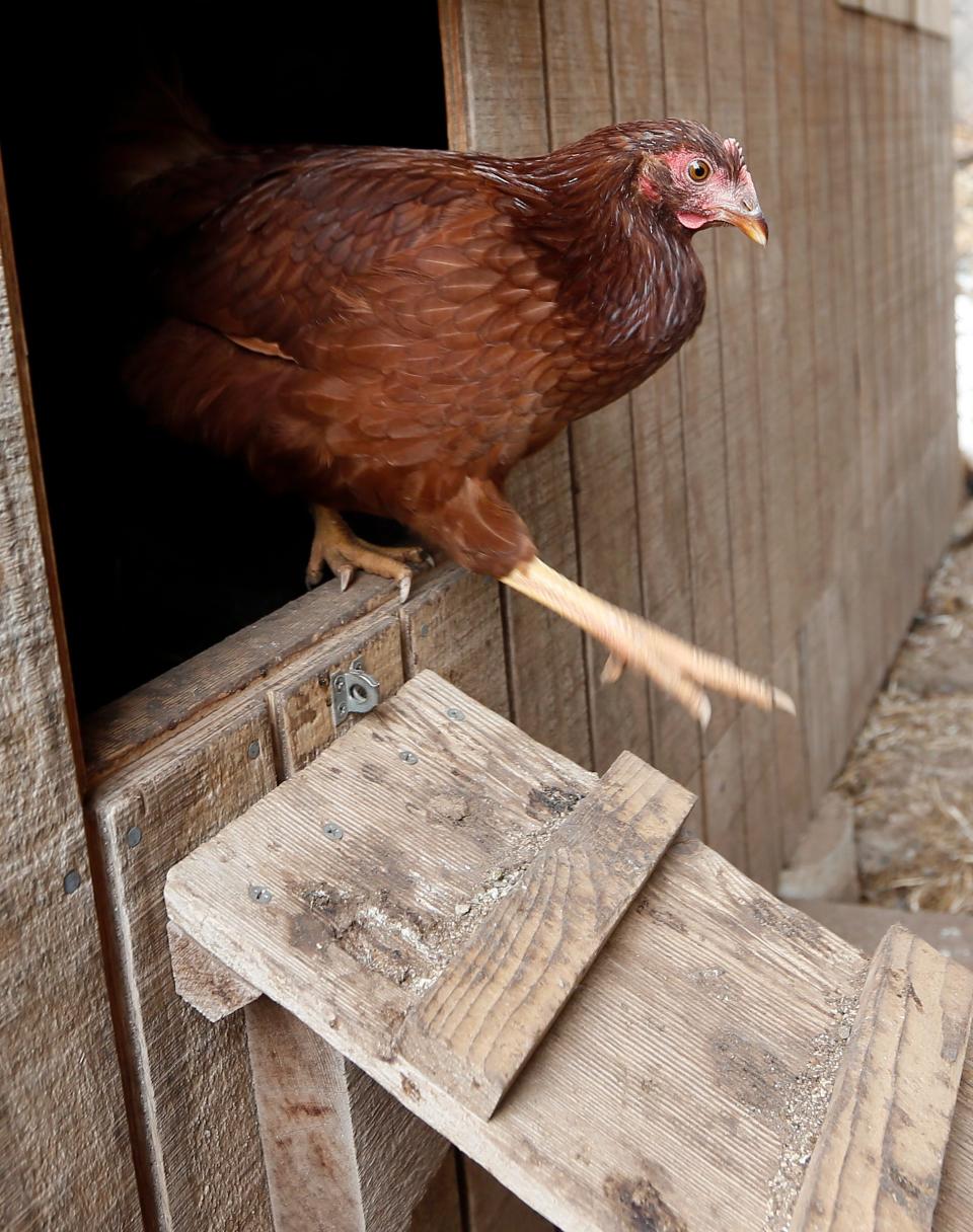 A backyard chicken walks out of a coop at a home in Oklahoma City.