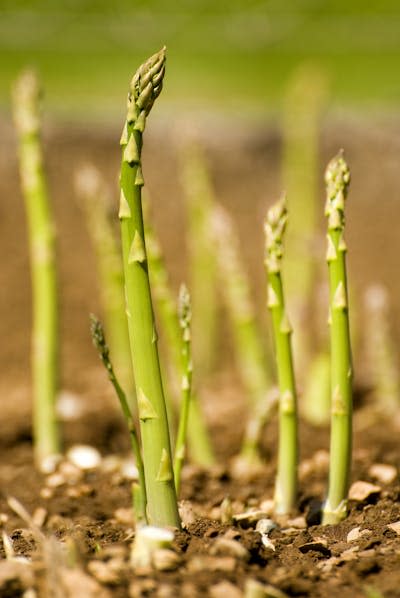 Ready for harvest. <a href="https://www.shutterstock.com/image-photo/fresh-green-asparagus-growing-on-garden-12506143" rel="nofollow noopener" target="_blank" data-ylk="slk:DUSAN ZIDAR/Shutterstock.com;elm:context_link;itc:0;sec:content-canvas" class="link ">DUSAN ZIDAR/Shutterstock.com</a>