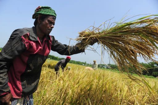 Bangladeshi farmers harvest rice in a field on the outskirts of Dhaka. Indonesia's President Susilo Bambang Yudhoyono said Asia could be "the continent of the future" but must first confront the challenges of rising demand for food, energy and water