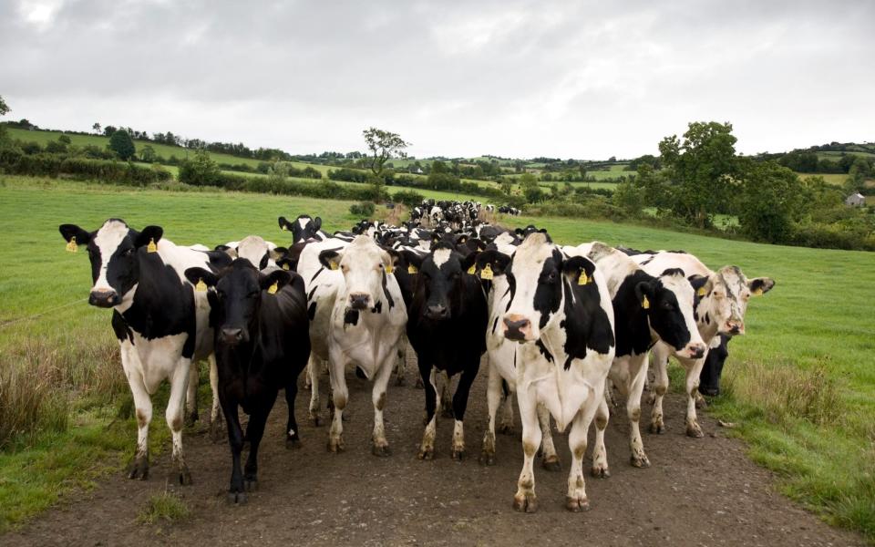 CattleEye helps farmers to automatically monitor their cows - Tom Stoddart/Getty Images