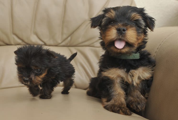 Tim and his sister Winnie who is also seven weeks old (Picture: SWNS)