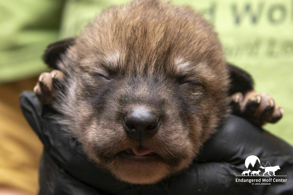 In this April 18, 2019 photo provided by the Endangered Wolf Center in Eureka, Mo., is one of the six Mexican wolves born recently in captivity at the center, after landing in Phoenix, Ariz., for relocation into the wild. A team from the center and U.S. Fish and Wildlife biologists placed them with wolf dens along the Arizona and New Mexico borders, where they will be raised by foster parents in the wild. Officials with the center say the pups add to the population in the wild but also add much-needed genetic diversity. The Mexican wolf, which once numbered in the hundreds of thousands, was nearly extinct before repopulation efforts began in the 1970s. About 150 now live in the wild in the Southwest. (Rachel Crosby/Endangered Wolf Center via AP)