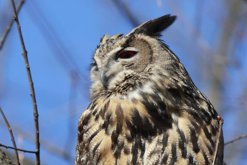 Flaco, the Eurasian eagle owl who escaped from its vandalized enclosure at the Central Park Zoo, sits on a tree branch in the north west area of Central Park on Monday, February 20, 2023 in New York City. Flaco died last month. Photo by John Angelillo/UPI