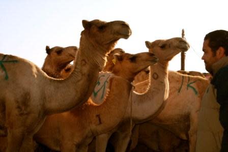 The camels and their prospective owners size each other up before the auction begins.