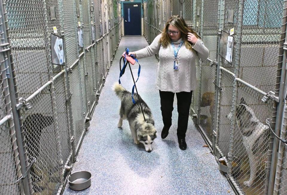 Melissa Knicely, the communications manager with CMPD animal care and control, walks an Alaskan Malamute at the center in Charlotte, NC on Wednesday, January 11, 2023.