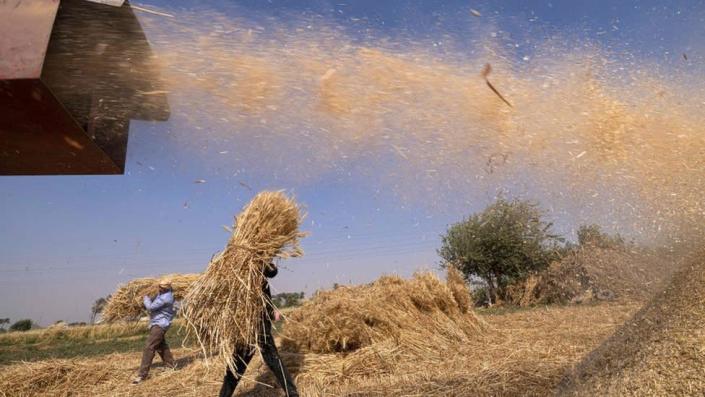 Egyptian farmers harvest wheat in Bamha village near al-Ayyat town in Giza province, some 60Km south of the capital on May 17, 2022.