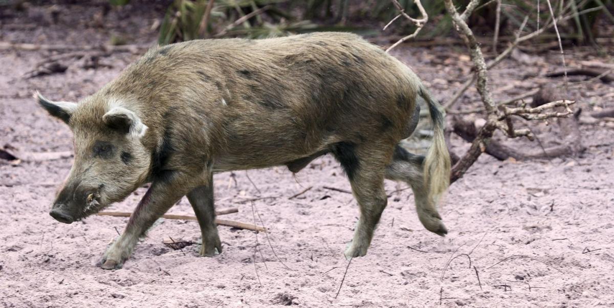 Wild boar  Britannica