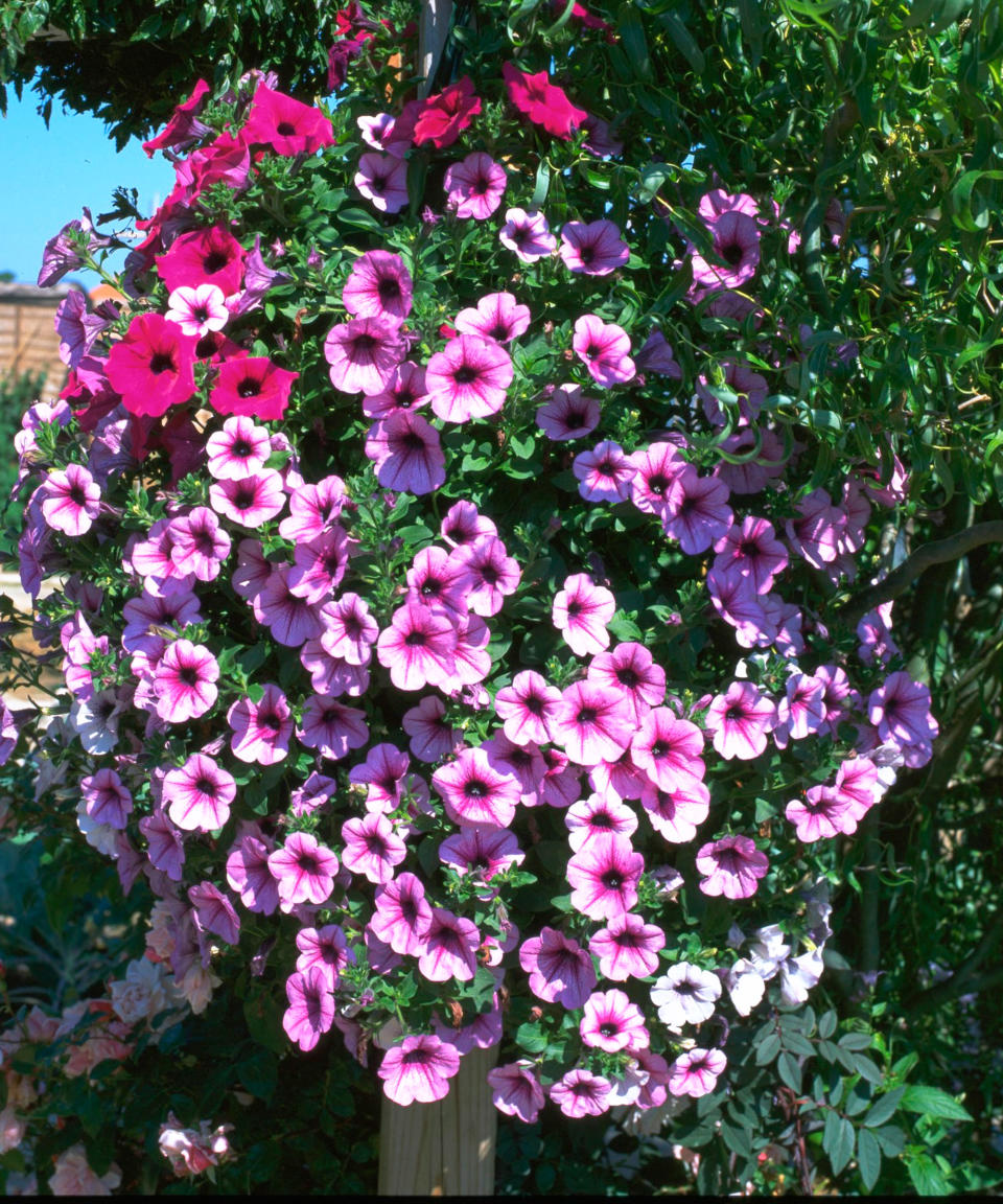 trailing petunias growing in a hanging basket