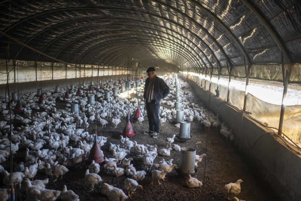 Mimoun Nadori stands in a chicken coop he manages, in Nador, north of Morocco, Friday, March 8, 2024. Nadori started importing water for the on-site chicken coop he manages after his cows accustomed to drinking from the river died. (AP Photo/Mosa'ab Elshamy)