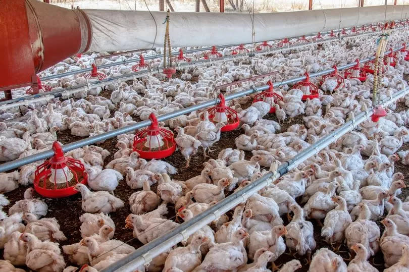 Chicken farming has impacts on the environment