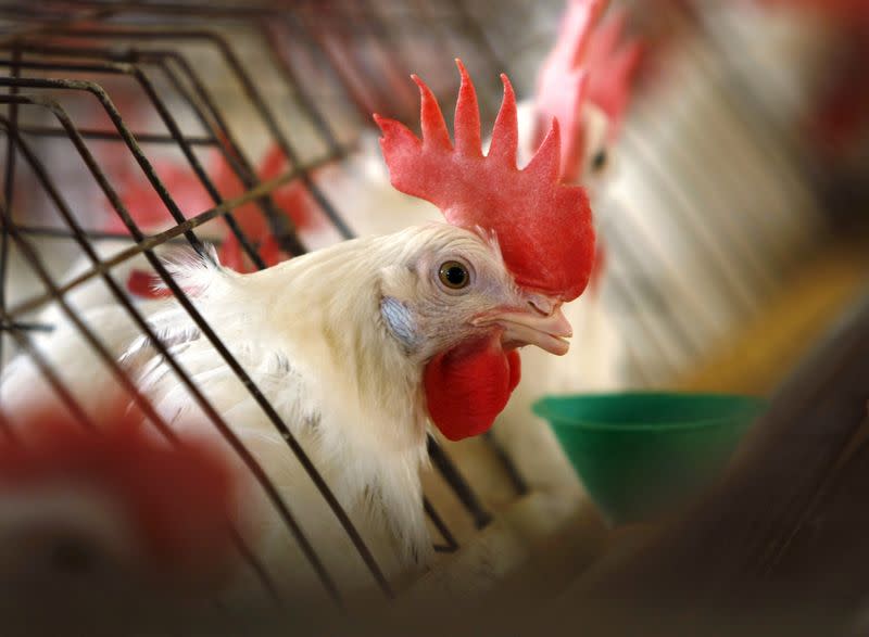 FILE PHOTO: Caged hen feeds at egg farm in San Diego County