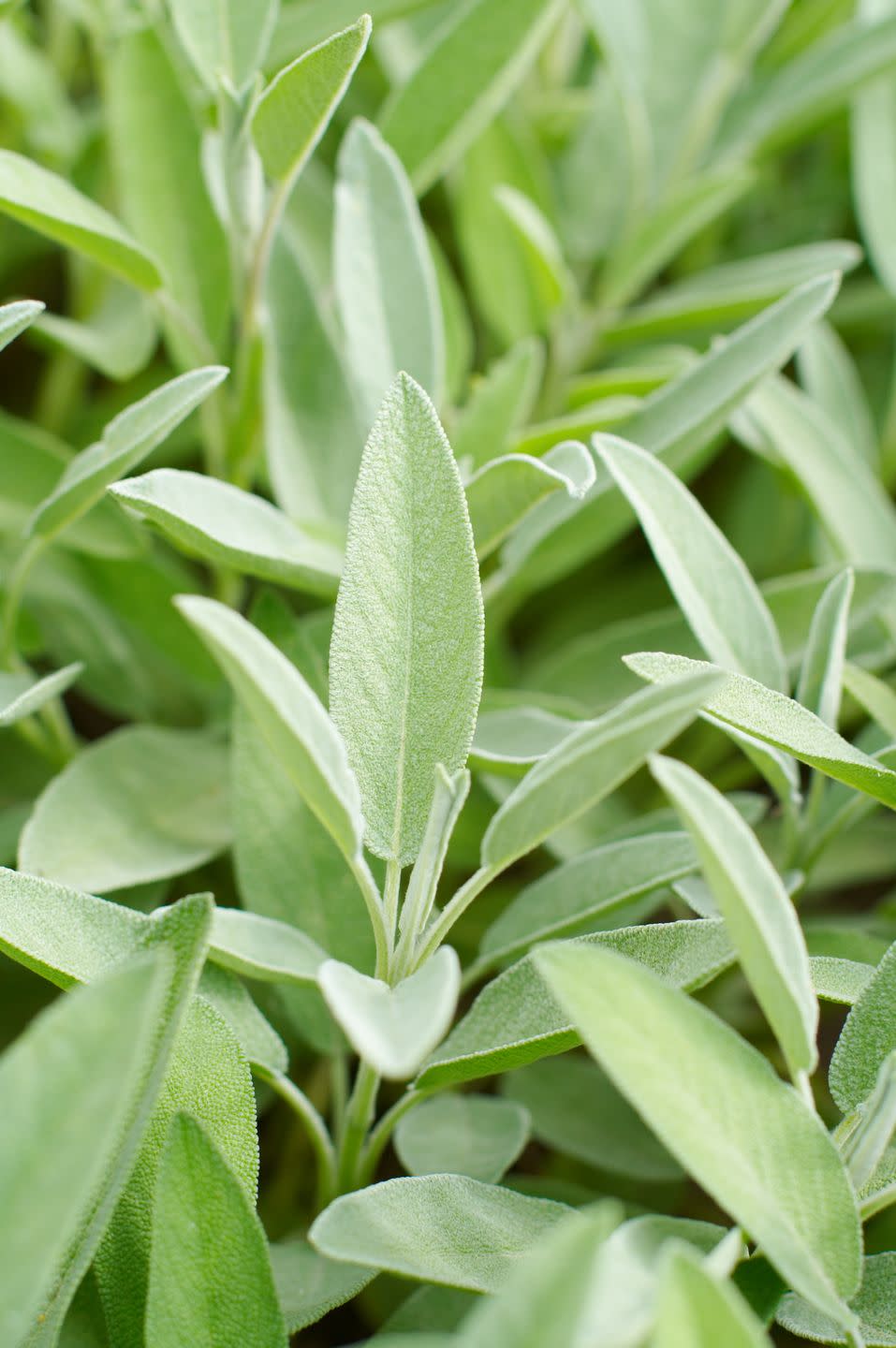 sage or salvia on the flower bed