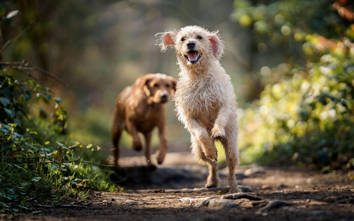 dogs running on shady path