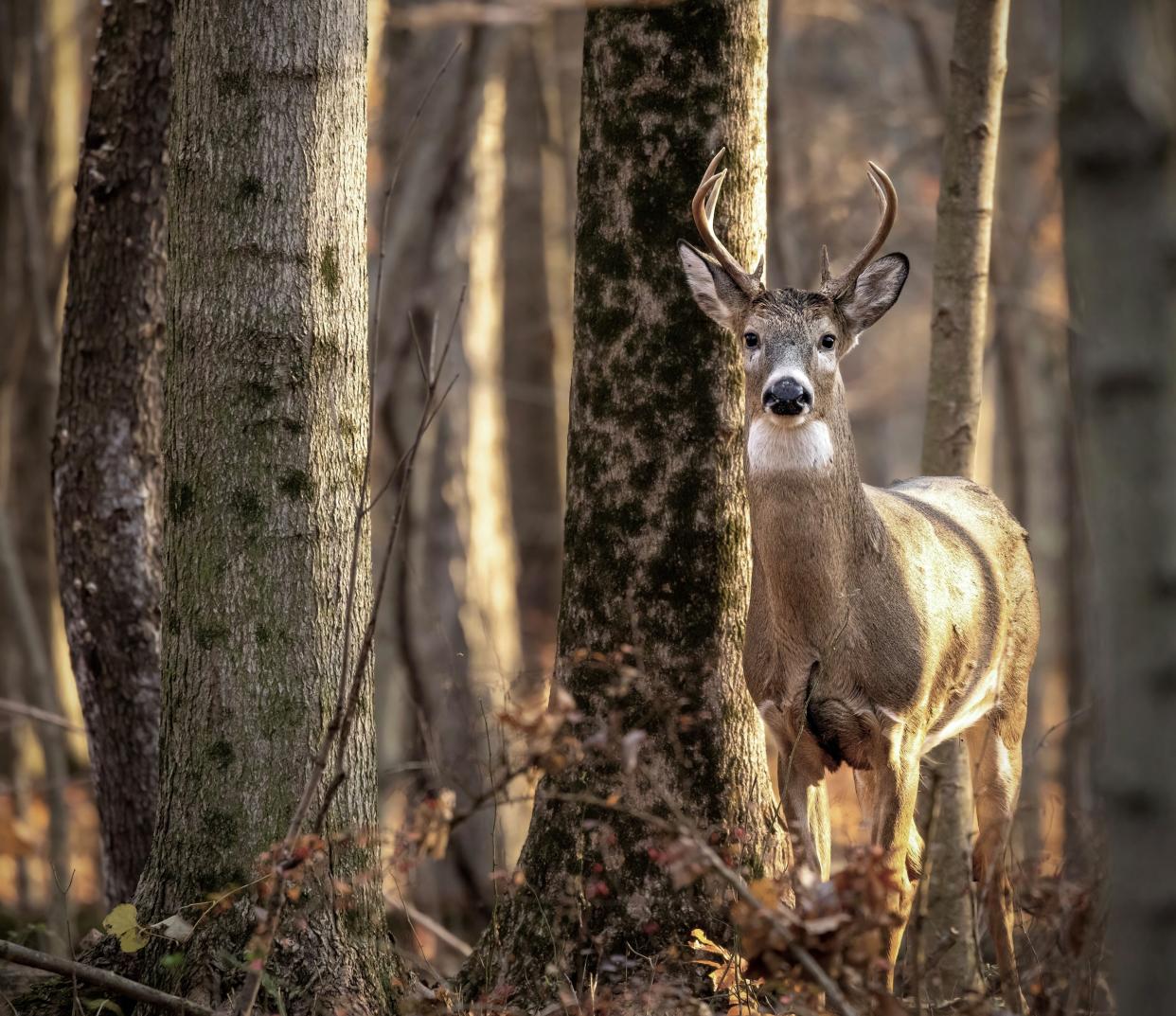 More than 70,000 white-tailed deer were harvested during Ohio's 2023 gun-hunting week from Nov. 27 to Dec.3, the Ohio Department of Natural Resources Division of Wildlife reported.
