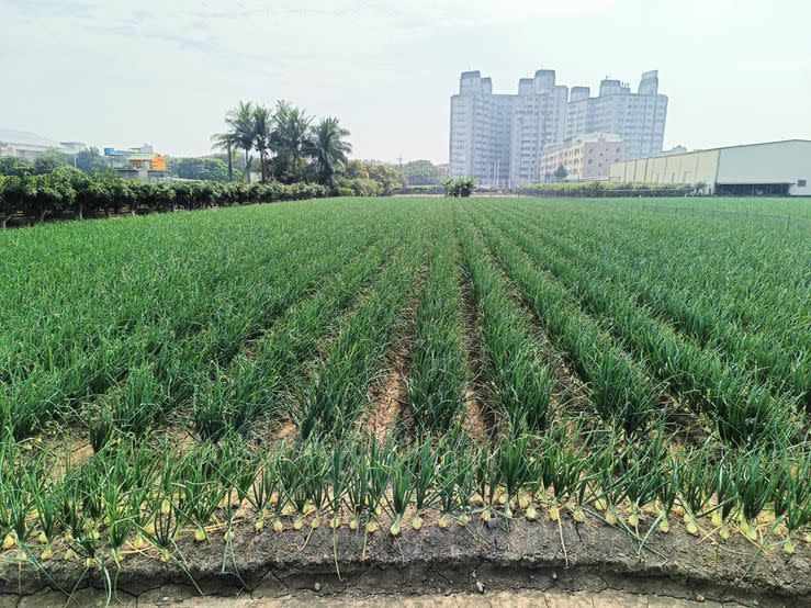 洋蔥是林園區農特產，洋蔥田大都鄰近鄉間磚屋及大樓住宅，紅（白）綠相映成趣。（記者黃福鎮攝）