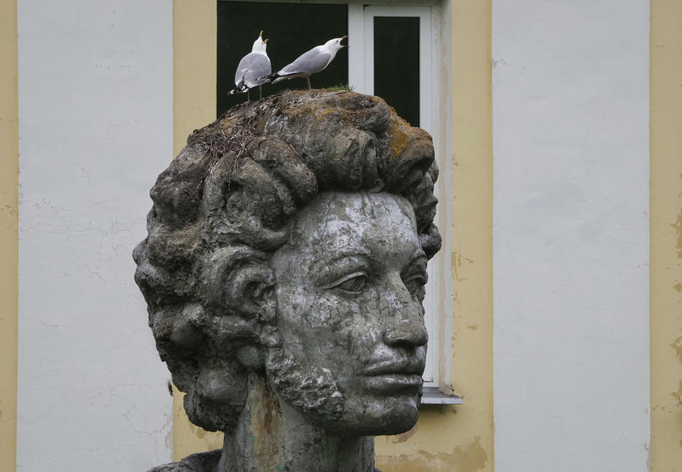 Seagulls sit on the head of a sculpture of Russian poet Aleksander Pushkin on the day of his 221st birthday in Naziya village, 80 km (50 miles) east of St. Petersburg, Russia, Saturday, June 6, 2020. (AP Photo/Dmitri Lovetsky)