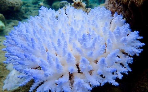A mass bleaching event of coral in the Great Barrier Reef happened during an extended heatwave in 2016 - Credit: GREG TORDA/AFP/Getty Images