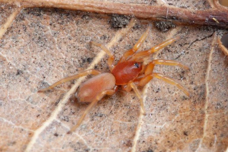 Un ejemplar de Calponia Harrisonfordi, la araña que fue bautizada en homenaje a Harrison Ford, en 1993