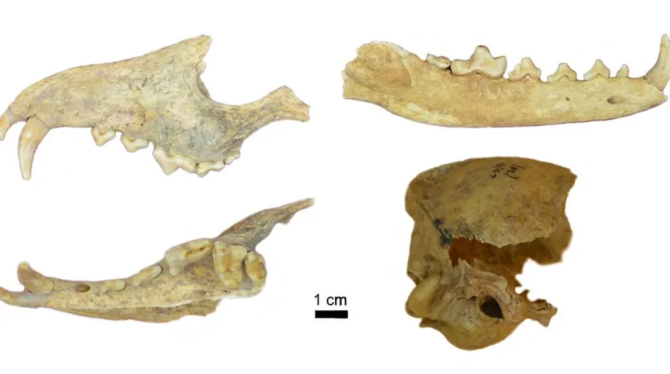 Les ossements de renard datent de 1500 ans.
 © Francisco Prevosti