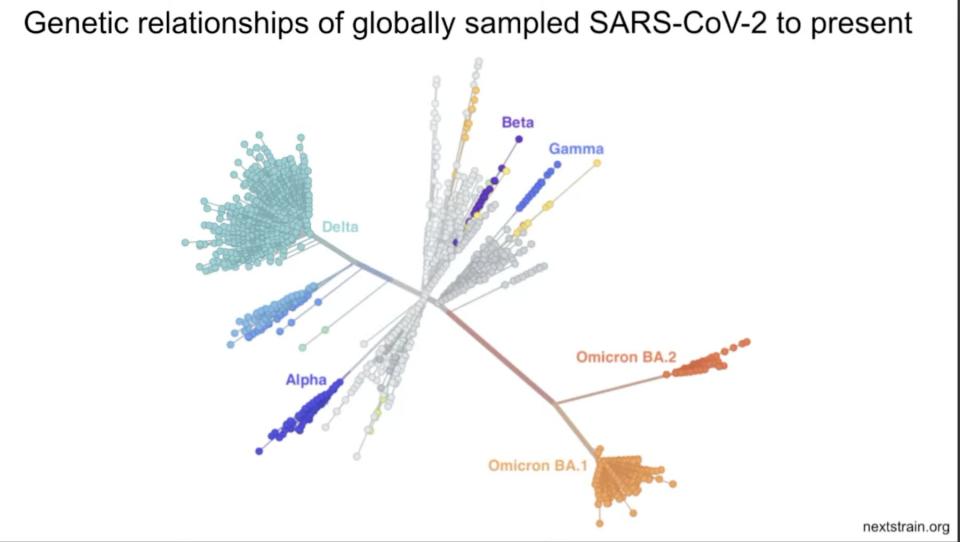 graphic showing how genetically related different SARS-CoV-2 variants are, with omicrons grouped together, far away from others like delta and beta