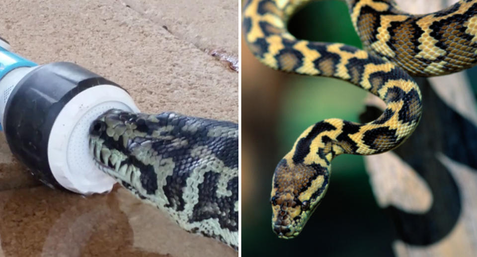 The carpet python (left) took a sip from a backyard hose. 