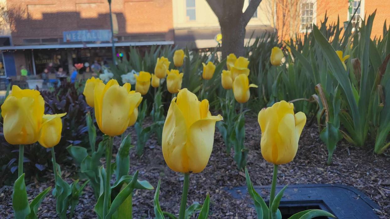 Tulips are in bloom on March 29 along Main Street in downtown Hendersonville.