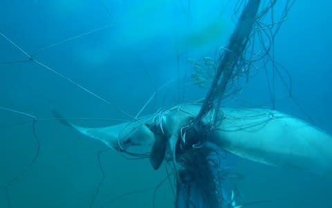 A debate its raging in Australia about the ethics of blocking sharks from entering water where humans swim