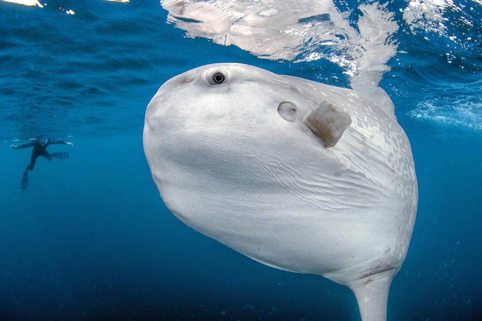 An enormous sunfish in San Diego, California, with a diver nearby for scale.  (Photo: Barcroft Media via Getty Images)