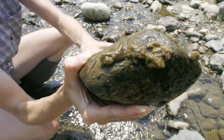 A rock covered in the aquatic algae Didymosphenia geminata -- known as didymo, or rock snot. Photo from The Canadian Press