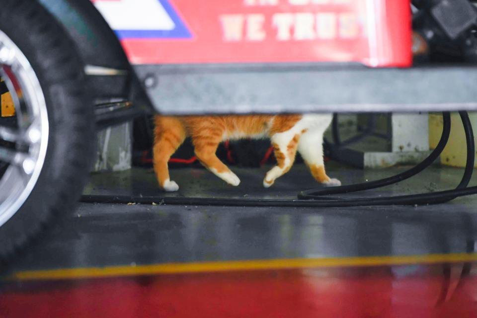 Flame walks through the fire engine bay at Belmont Fire Department where he lives on Wednesday, Aug. 9, 2023. Flame has lived at the station for nearly a decade.