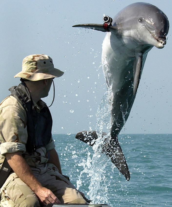 A bottlenose dolphin leaps out of the water in front of a soldier while in training for mine-clearing near the USS Gunston Hall in the Arabian Gulf in 2003.