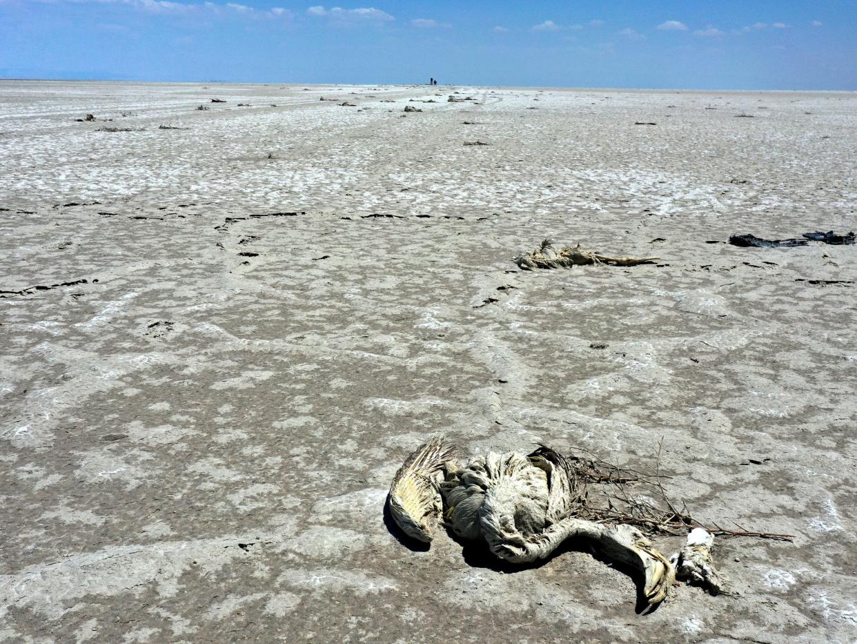 Chicks were found buried by mud (Anadolu Agency via Getty Images)