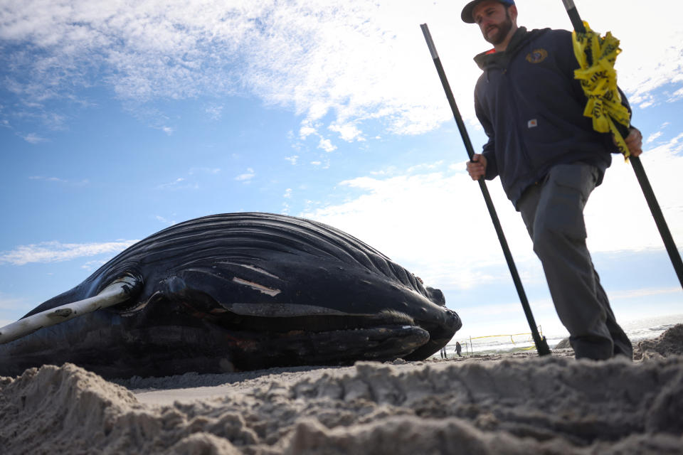 A man walks past a dead male humpback whale that, according to town officials, washed ashore overnight on Long Island's south facing shore in Lido Beach, New York, U.S., January 30, 2023. REUTERS/Mike Segar