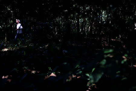 Yoffre Echarri looks for cocoa pods at his plantation in Caruao, Venezuela October 24, 2017. REUTERS/Carlos Garcia Rawlins