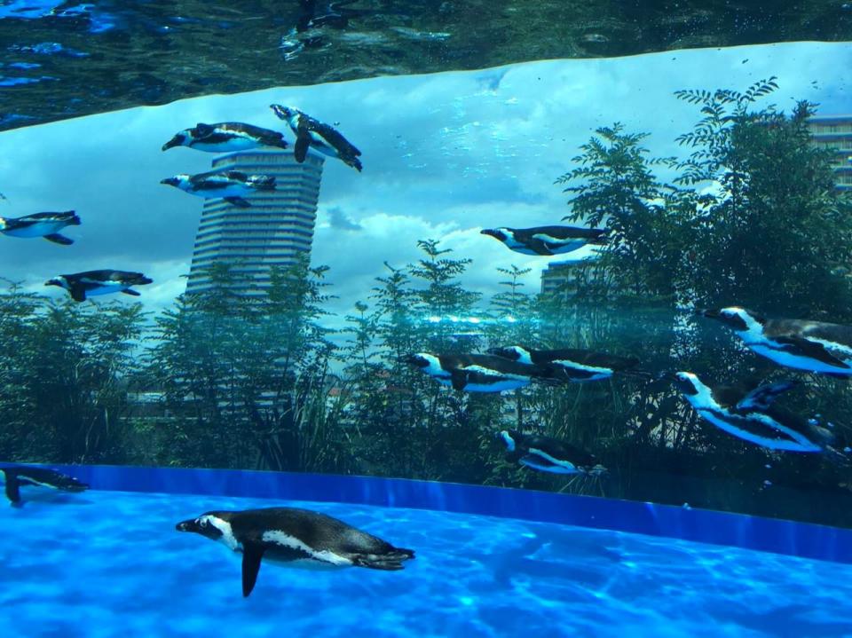 日本池袋嘅陽光水族館因為位處市區鬧市之中。
（圖：Sunshine Aquarium）
