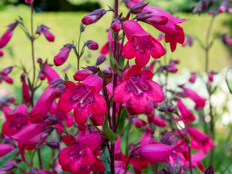 Penstemon 'Firebird'