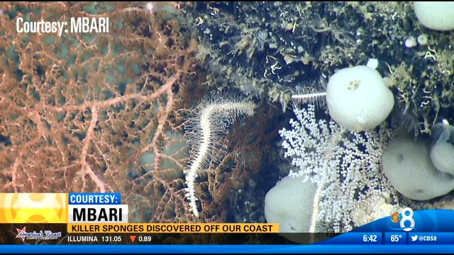 Killer sponges discovered off our coast