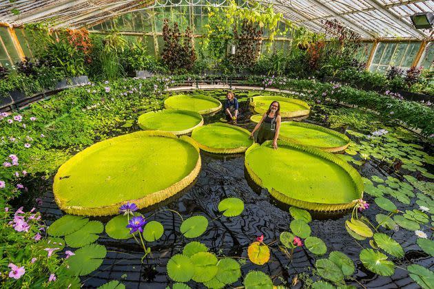 <p>En plus d'être la plus récente espèce de nénuphar géant, "Victoria boliviana", dont les feuilles peuvent mesurer jusqu'à trois mètres de large, est également la plus grande au monde.</p>