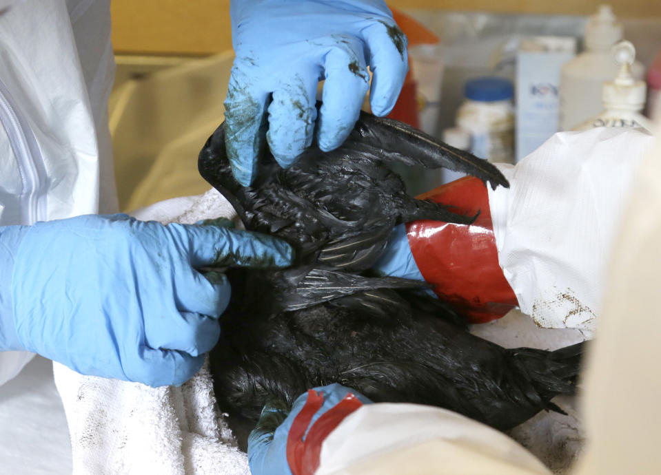 An oil covered lesser scaup is examined for damage at a rescue site, Tuesday, March 25, 2014, in Baytown, Texas. Environmental groups are trying to protect tens of thousands of wintering birds who make their home along the bay at this time of year. Up to 170,000 gallons of tar-like oil spilled into the major U.S. shipping channel after a barge ran into a ship Saturday. (AP Photo/Pat Sullivan)