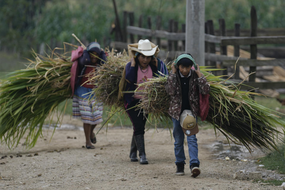 Una familia carga haces de hierba recién cortada en Plan de Ayala, un pueblo tojolabal en la localidad de Las Margaritas del estado de Chiapas, México, el jueves 2 de mayo de 2024. Dos mujeres están en la papeleta para las elecciones presidenciales mientras en algunas áreas indígenas, las mujeres no tienen voz en sus propias comunidades. No obstante, con ayuda de las nuevas generaciones, algunas mujeres indígenas están empujando el cambio. (AP Foto/Marco Ugarte)