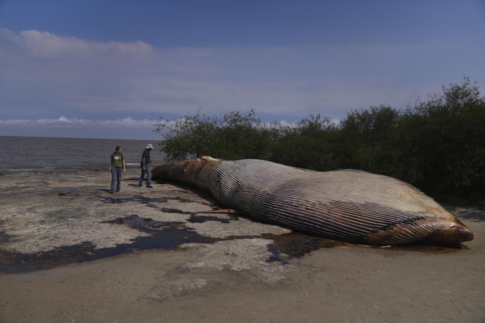 Personas mirando el cuerpo de una ballena muerta en la costa de Artilleros in Colonia, Uruguay, el viernes 29 de septiembre de 2023. La ballena fue descubierta el 23 de septiembre. (AP Foto/Matilde Campodónico)