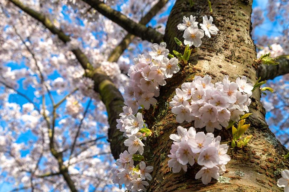 開花公園（Image Source : Getty Creative）