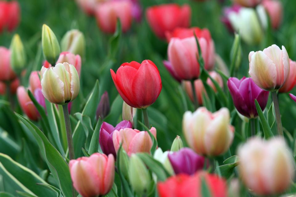 Tulips bloom in April at Wicked Tulips Farm.