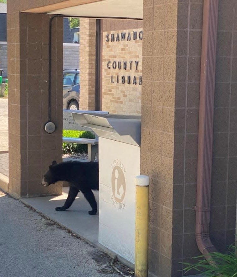 A young black bear that made the rounds in Shawano on Monday was photographed briefly visiting the front of the Shawano County Library.