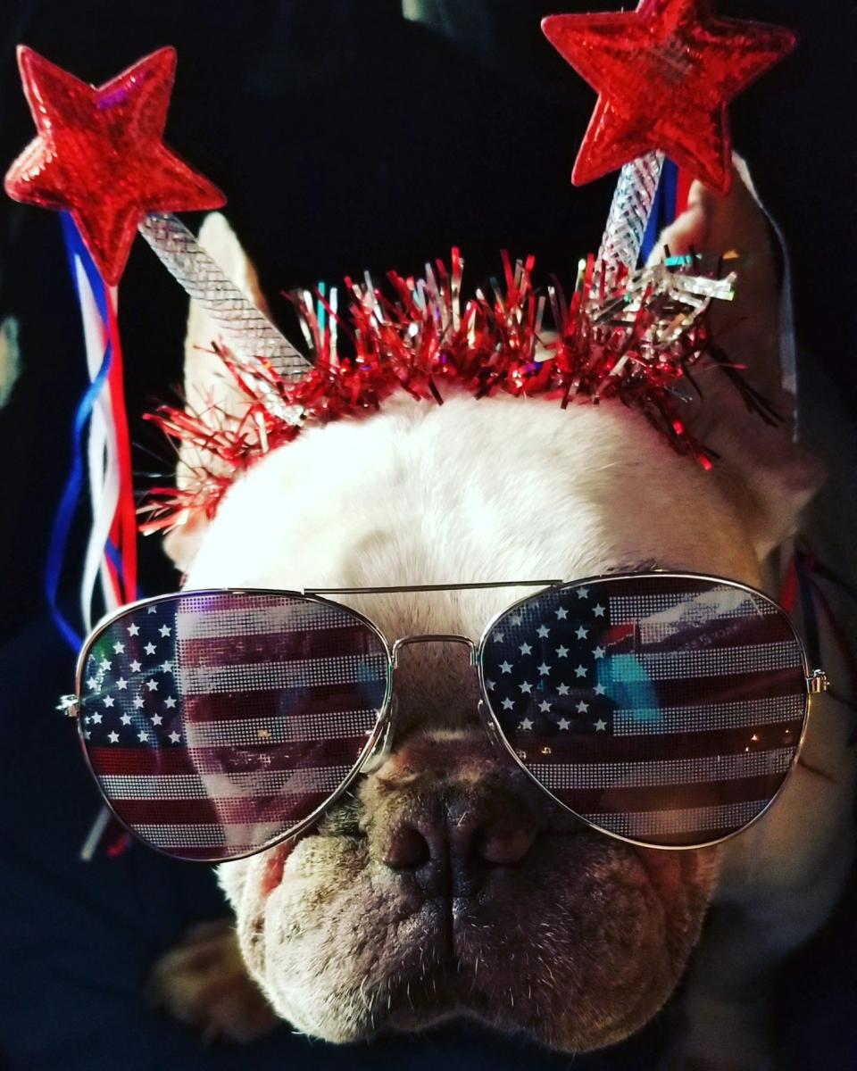 Tucker Tatangelo is decked out in a patriotic pet costume for July Fourth festivities in July 2023. Tucker's humans are Kristin Tatangelo and Wade Tatangelo, dining and entertainment editor of USA TODAY Network-Florida, based at the (Sarasota) Herald-Tribune.